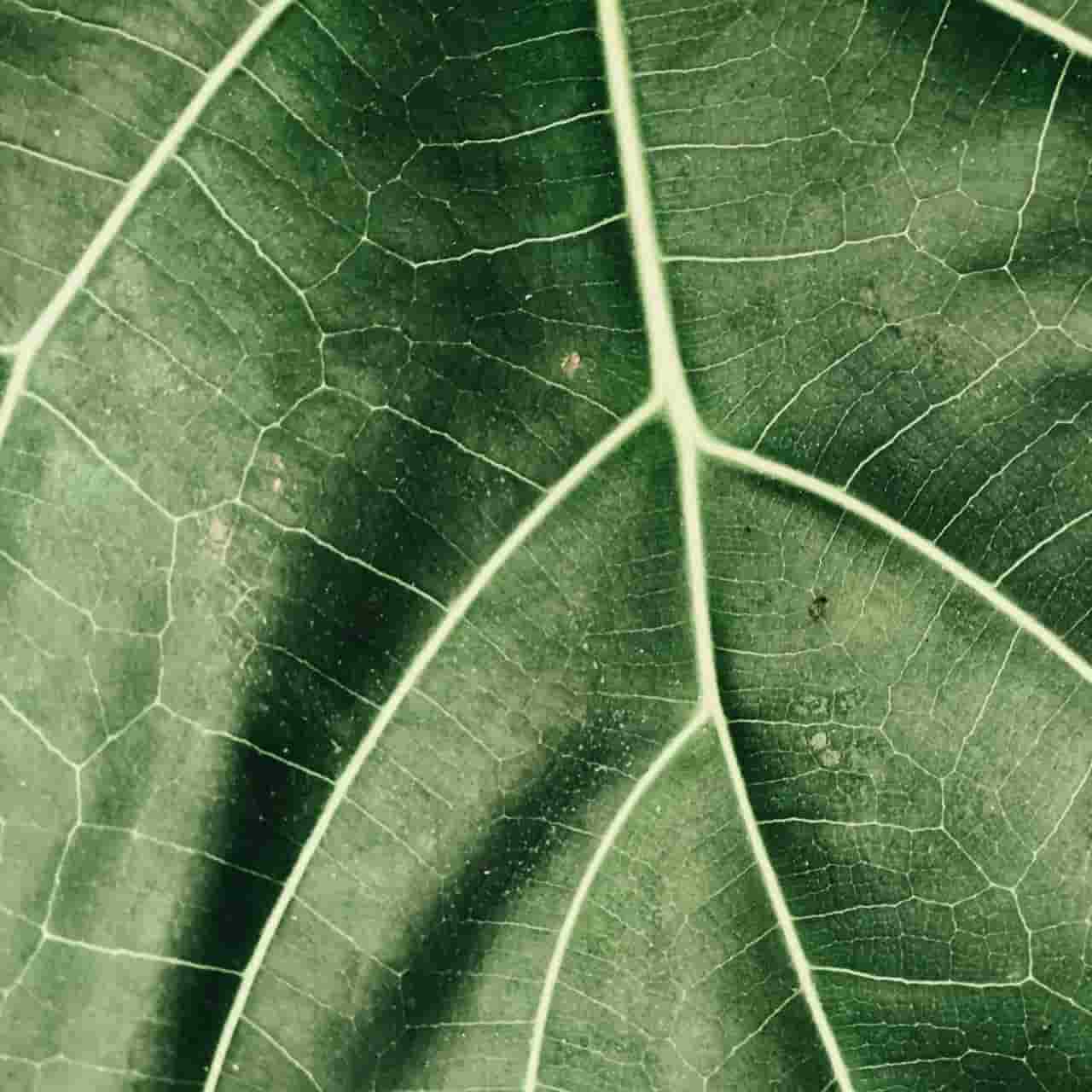 cbd oil leaf close up